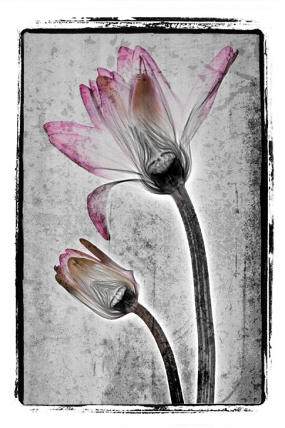 Photograph Arvind Sawant In-visible - Ii on One Eyeland